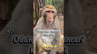 Sudah Lelah Mencari Kitab Suci #viralvideo #funny #comedy #comedtiktok #comedyshorts #funnymoments