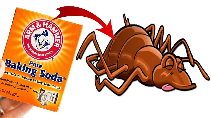 How Do You Use Baking Soda To Kill Bed Bugs FAST ! - DayDayNews