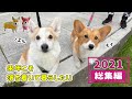 慌ただしい食パン犬の1年を振り返ってみました【2021総集編】