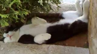 Cats under 40 C in summer by Ellinikoscat 239 views 14 years ago 1 minute, 16 seconds