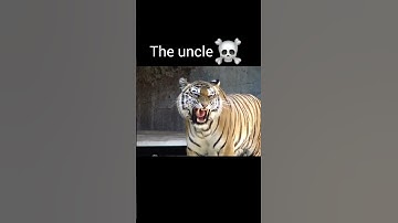 Thumbnail of Tiger roar #viralvideo #youtubeshorts