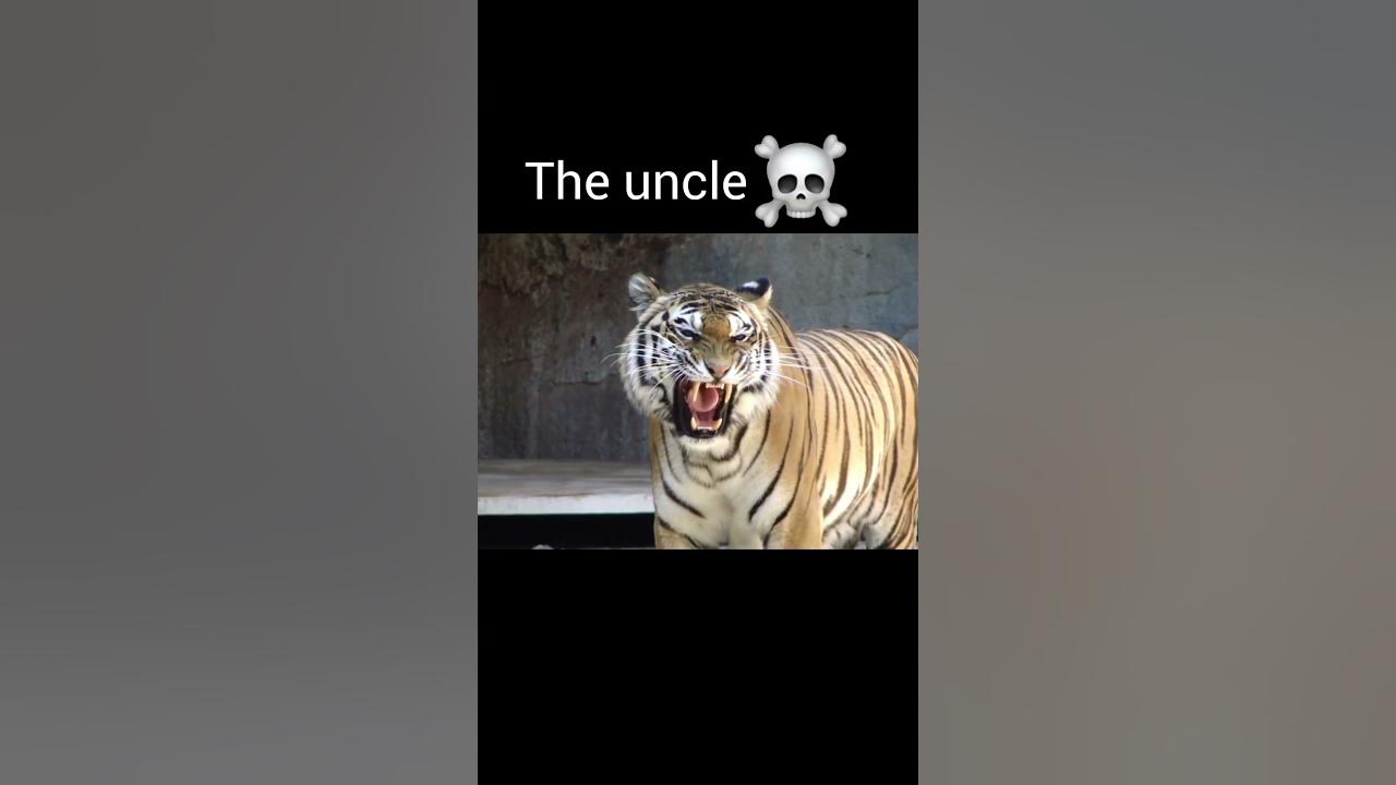Tiger roar #viralvideo #youtubeshorts Tiger roar #viralvideo #youtubeshorts
