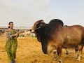 Sibbi Bull 2021 | Anum Jawed | Cow Mandi | 786 Cattle Farm | vlog 56