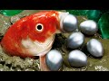 Stop Motion ASMR - The KOI Fish Hunting Frog Experiment Under Unusual Mud | Make Frog Porridge