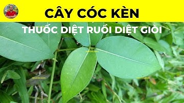 Cóc Kèn Có Tác Dụng Chữa Trị Bệnh Gì | Cóc Kèn Diệt Ruồi Diệt Giòi