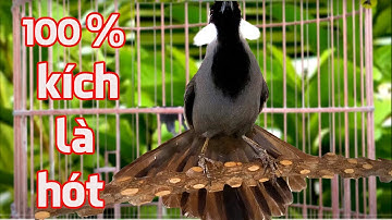 🍤Khướu Hót GIỌNG RỪNG RẤT HAY💥 / LUYẾN LÁY - NHIỀU GIỌNG.giọng rừng kích khướu,khướu bổi hót hay.9ek