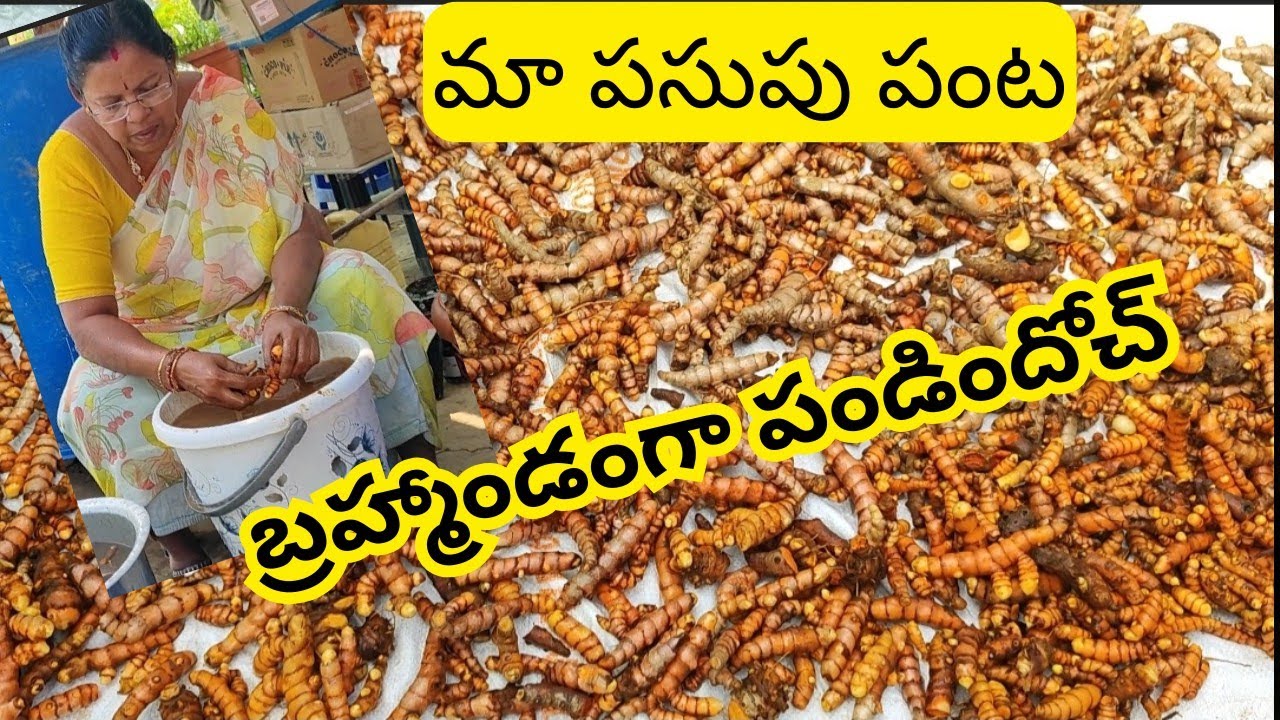 పసుపు పండగ వచ్చేసిందోచ్ 🥰#@AadiLakshmiTerraceGarden #turmeric harvest 