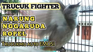 Pancingan Trucuk FIGHTER NARUNG GARUDA trucukmu jamin Langsung RESPON emosi konslet