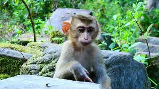 Cute Baby Animals Monkey so Very Smart #wildlife by Baby Monkey 190 views 1 month ago 10 minutes, 17 seconds