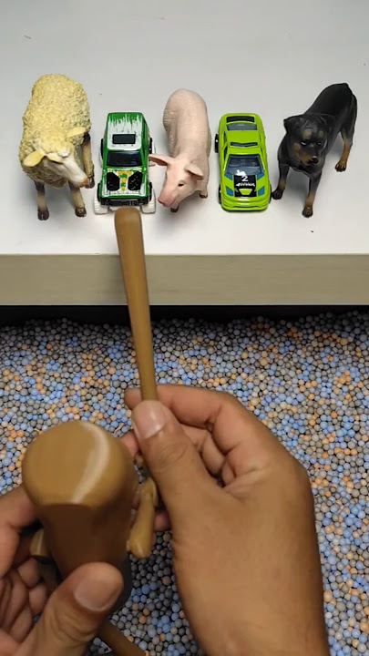 #funny #tungtungtungsahur play #abcdefg with sheep, pig, dog, and hot wheels 😱 #shortsfeed #shorts