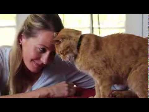 Cat Adoption Stories