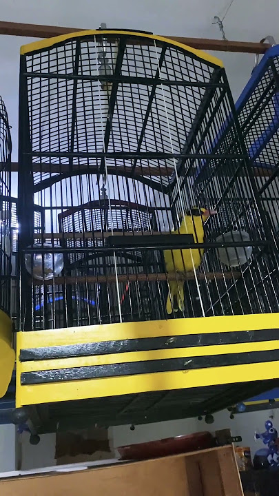 Kepodang lokal bali , gacor nonstop