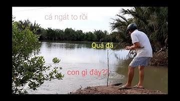 Câu cá ngát to bằng mồi này quá nhạy, Bài mồi được nhiều cao thủ sử dụng  |cau ca ngat song