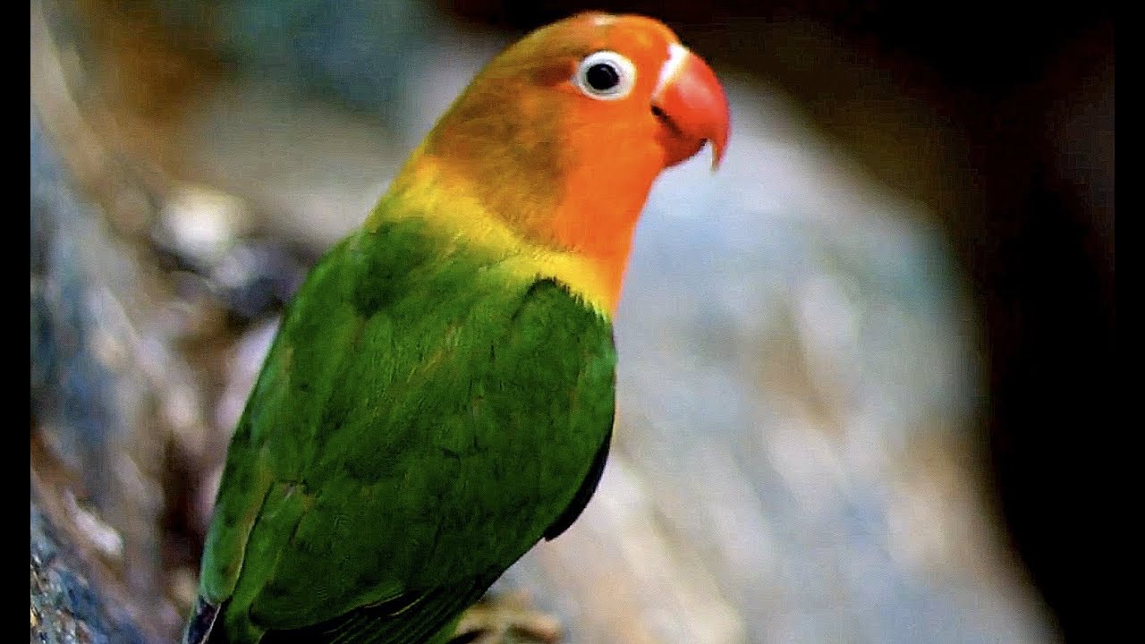 Nyasa Lovebird ルリゴシボタンインコ 