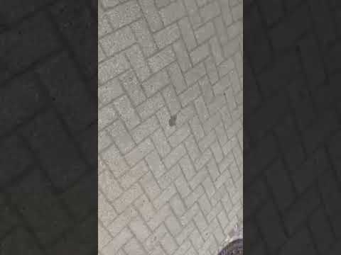 WhatsApp Video 2019 08 11 at 13 17 26