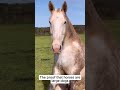 #AnimalFails #FunnyAnimalVideos #HorseMoments #ChaoticHorses #HorseBloopers