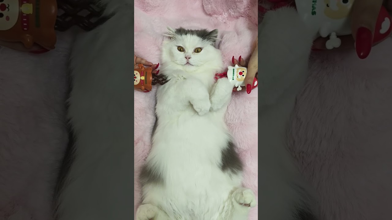 ASMR Electric Massage for Cat Head & Face Tool Sounds & Purring