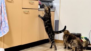 台所にある食べ物が気になりすぎて直立して奪おうとする猫