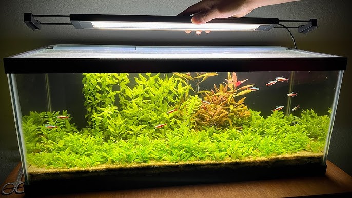 17+ Fluval Plant Light Settings