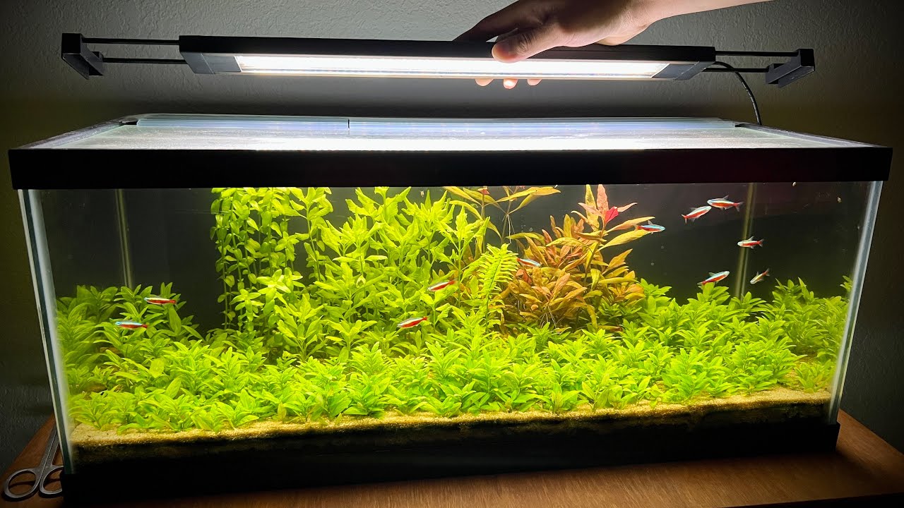 Fluval 3.0 & Aquasky 2.0 My Favorite Planted Aquarium Lights! - YouTube