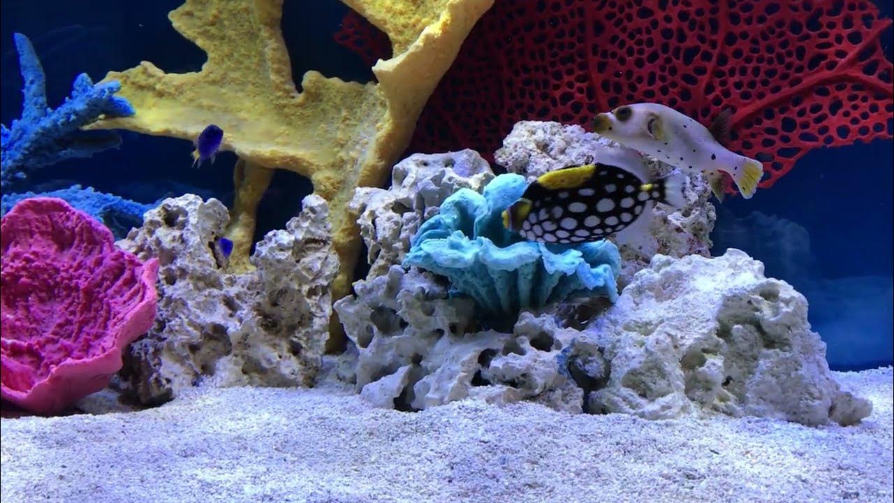 Professional Freshwater Aquarium Setup Service Jacksonville FL, YouTube