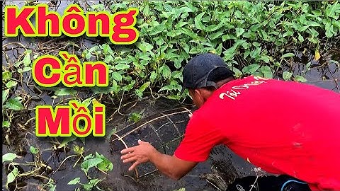 Cách Đặt Lờ Bắt Cá Rô Cá Sặc Non Không Cần Mồi - Cá Nhiều Quá Đã Luôn || Gà Ngốc Vlogs