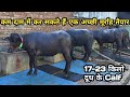 For Sale-4 #Murrha# Heifairs and two pregnant@17-23 Kg Mother milk record,, Rewari (Haryana)