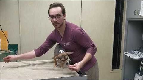 VTHT 1301 AVMA Required Tasks Video Complete