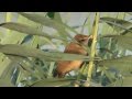 Carricero tordal (Acrocephalus arundinaceus) Great Reed-warbler