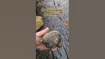 Perfect Dactylioceras #ammonite nodule waiting in the rocks #whitby #fossilhunting