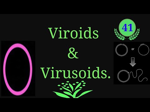 Video: Unterschied Zwischen Viroid Und Virusoid