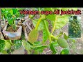 Vietnam#super Ali#jackfruit #plant#Nusrat#nursery#contact#(8777547814/9153307436