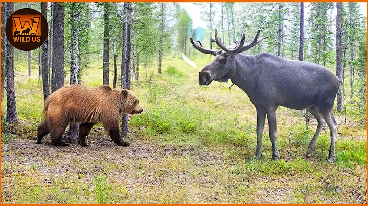 Most Terrifying Grizzly Bear Attacks Ever Recorded | Wild Animals