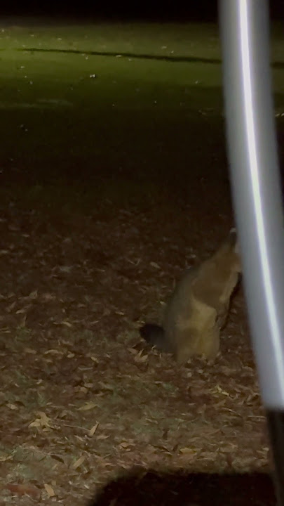On our last night in tumut, with a final log fire, we get a send off from Percy, the possum!!