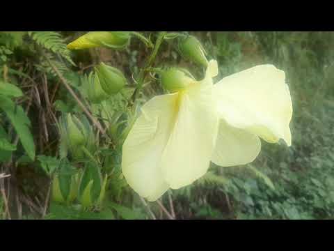 Video: Datura Thiab Moonflower Qhov txawv - Yuav Qhia Datura Los Ntawm Ipomoea Moonflowers