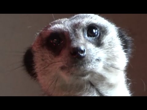 Meercat Blackpool Zoo 6th May 2021