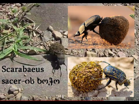 ,,Scarabaeus sacer\"-ის სახეობის ხოჭოები მთაში. Travel In The Wild Nature #24.