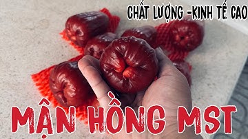 Mận hồng mst cây giống giao khách ngày mưa hàng đẹp giống chuẩn mận hồng mst sóc trăng kinh tế cao