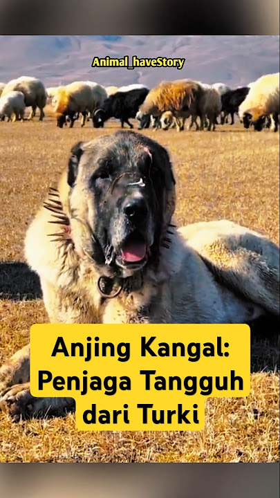Anjing Kangal: Penjaga Tangguh dari Turki #Kangal #AnjingPenjaga #HewanUnik #FaktaHewan #Wildlife
