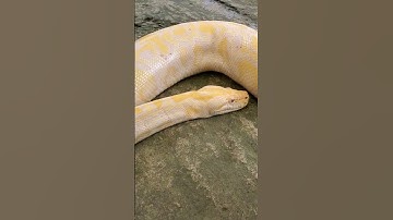 Albino Burmese Python #reels #snake  #python #travel #fun #animals #shorts