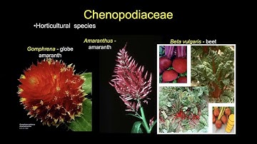 Field Botany: SuperAsterids