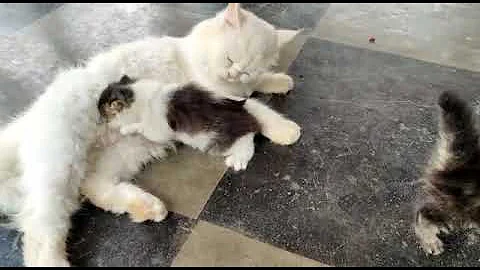 Video 6622931: dog kitten persian, best persian