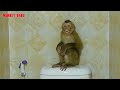 Monkey Kako Crying Very Loudly Because After Take Bath Mother Not Hug And Get Him Out Bathroom