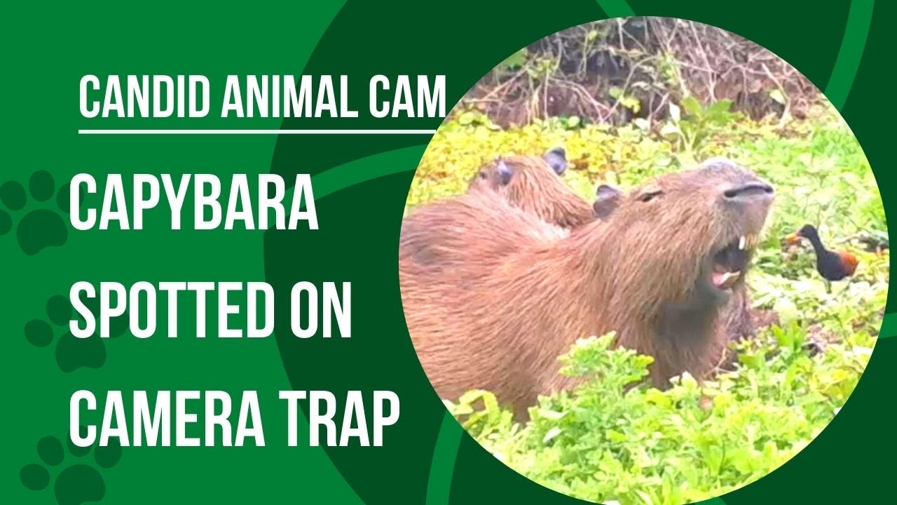 What In The World Is A Capybara?, Science