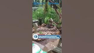 Viral Penampakan Ular Raksasa Melingkar di Atas Makam Buat Ngeri