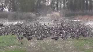 Pintail ducks flee from falcon at Sacramento National Wildlife Refuge Complex