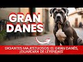 Gran Danés / Raza de Perro