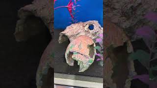 IMG 1546