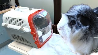 Guinea Pig Vet Visit | Unexpected