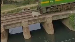 Train Accident And Cow